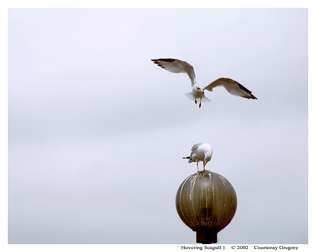 Hovering Seagull 1.jpg