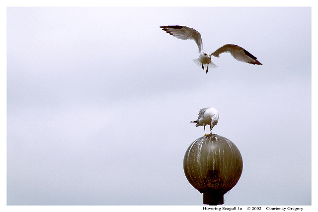 Hovering Seagull 1a