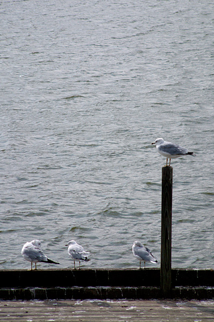gulls1.jpg