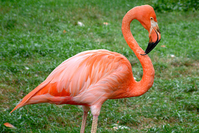 flamingo.jpg