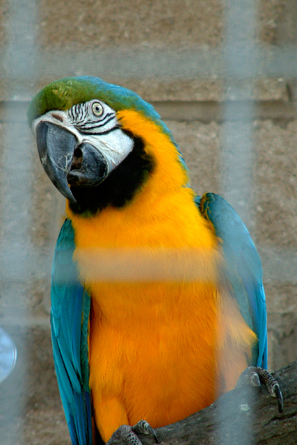 parrot.jpg