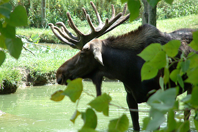 moose.jpg