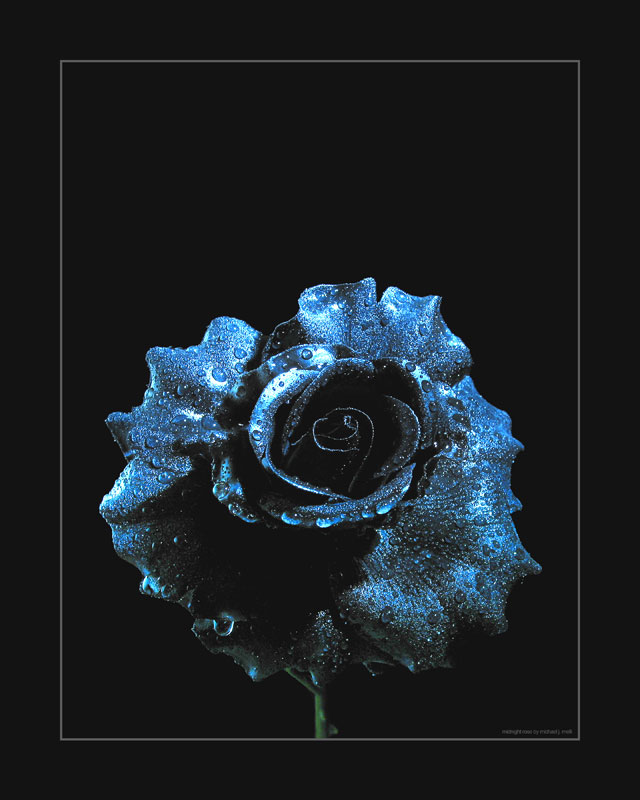 Midnight Rose