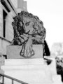 Sad Lion