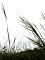 Beach Grass
