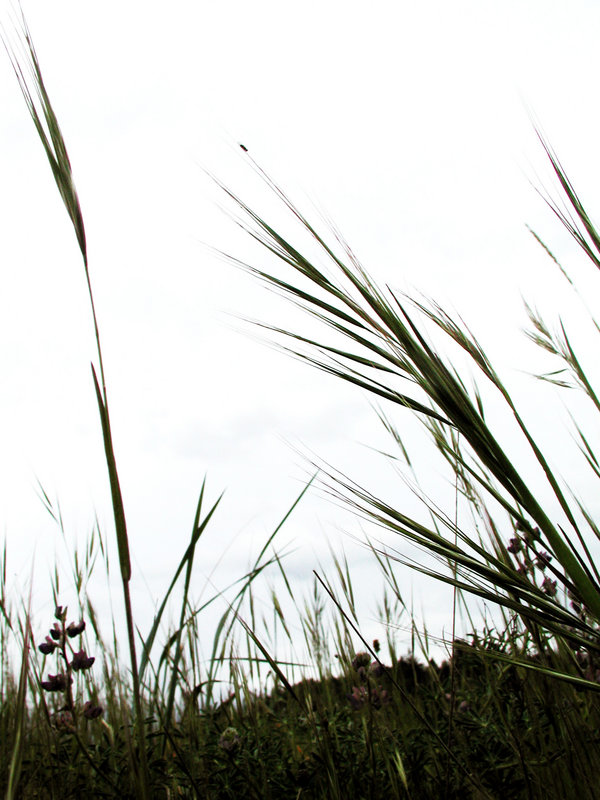 Beach Grass