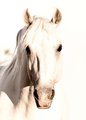 Lipizzan Stallion