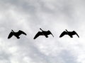 8geese.jpg