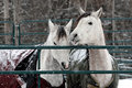 Snow Sisters