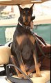 Horse Show Dobie