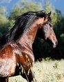 Brio, Azteca Stallion