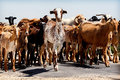 Goats On The Go