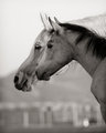 Week 13: Classic Profiles