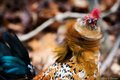 Rooster Shake
