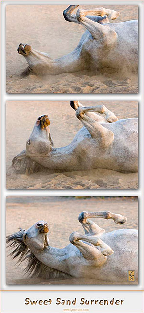 sandsurrendersm.jpg