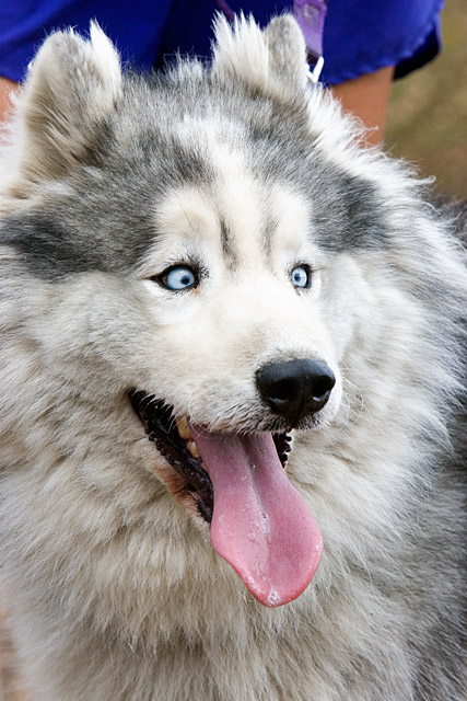 Tundra