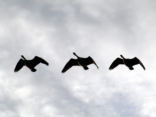 8geese.jpg