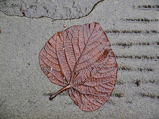 40leafsm.jpg