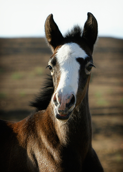 Week 2: Silly Filly Face