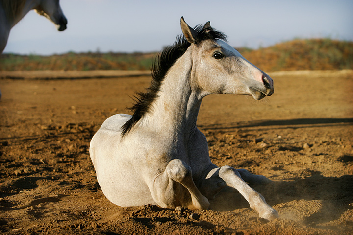 Week 12: The Joy Of Dirt Bathing