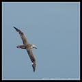 Giant Antarctic Petrel