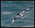 Cape Petrel