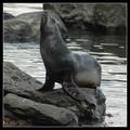 Fur Seal Drying