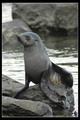 Fur Seal at Gritviken