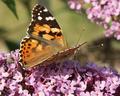 Butterfly 1
