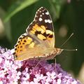 Butterfly 2