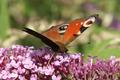Butterfly 3