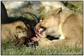 Feeding Frenzy