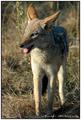 Jackal