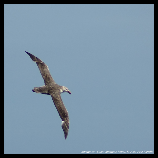 Giant Antarctic Petrel