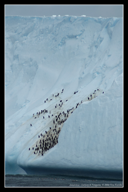 Iceberg & Penguins