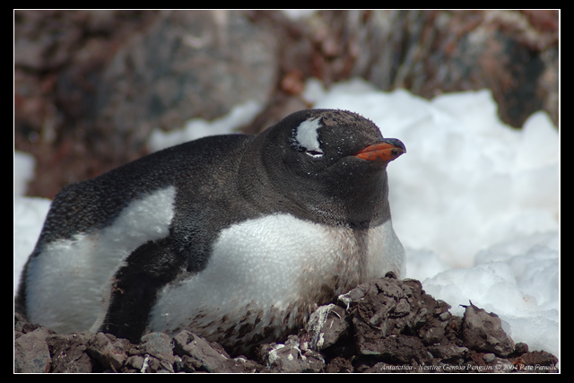 Nesting Gentoo Penguin