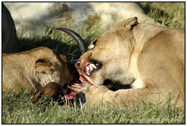 Feeding Frenzy
