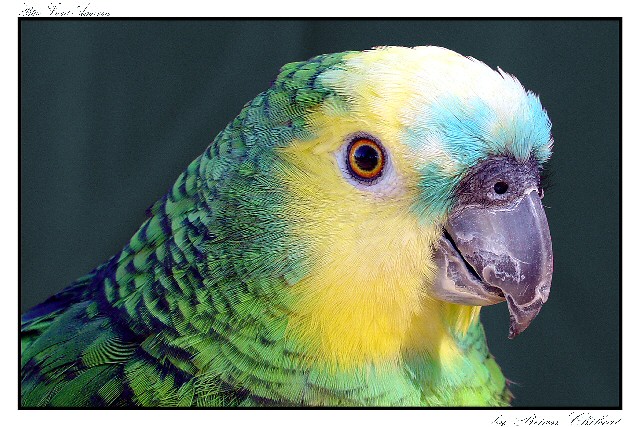 Blue Front Amazon