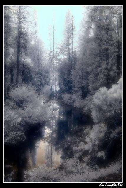 Infrared Dream