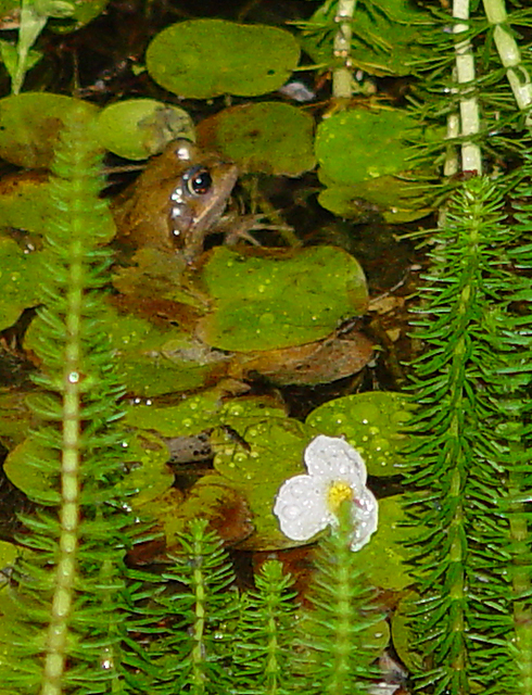 Frog in Frogbit