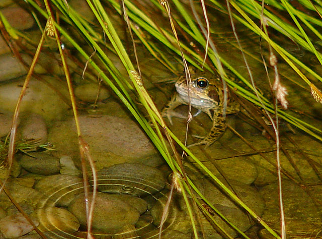 Frog in Shallow Water
