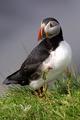 Puffin