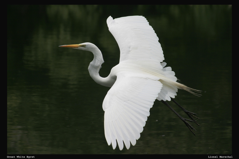 Great White Egret