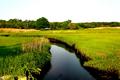 Salt Marsh