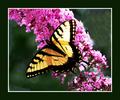 Buttterfly