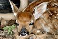 Bambi