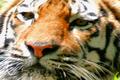 Tiger, Tiger, Burning Bright