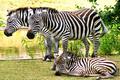 The Zebra Family