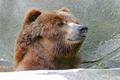 Papa Bear