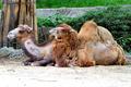 CAMELS